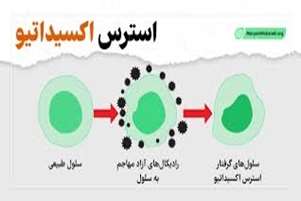 پیری و استرس اکسیداتیو