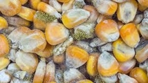 نقش مایکوتوکسین­ها در فساد مواد غذایی